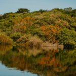 AMAZONAS-20